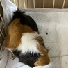 急募！モルモットの男の子 サムネイル2