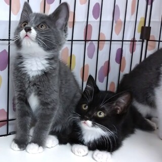 【お見合い随時】グレー白・黒白の美猫4姉妹