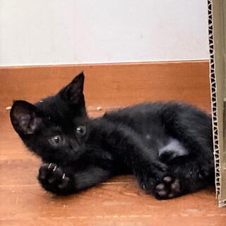 白いおパンツ履いてる黒ちゃんです！