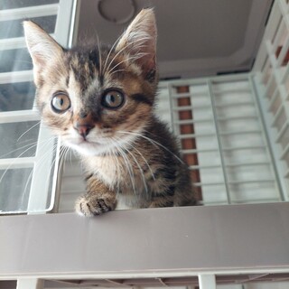 【瀕死でレスキュー】民家の倉庫産まれ