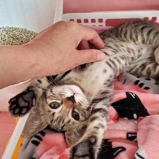 【動画】人懐こく元気な女の子です