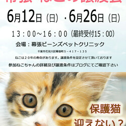 千葉市「 幕張 ねこの譲渡会」動物病院で開催です