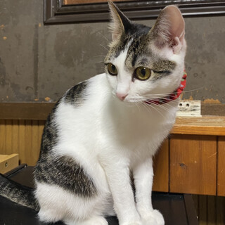 クリックリな目のママ大好きな女の子です✨