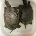 甲羅サイズ14cm女の子と12cmの男の子