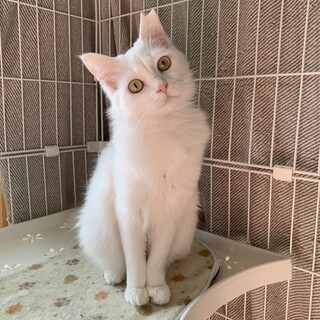 ハニカミやのふわふわ白猫さん♡