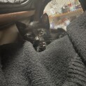 生後1ヶ月前後の仔猫