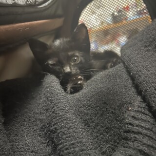 生後1ヶ月前後の仔猫