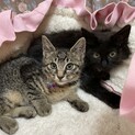 兄弟猫2ヶ月