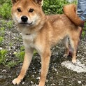 柴犬　3歳　オス