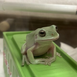 イエアメガエル