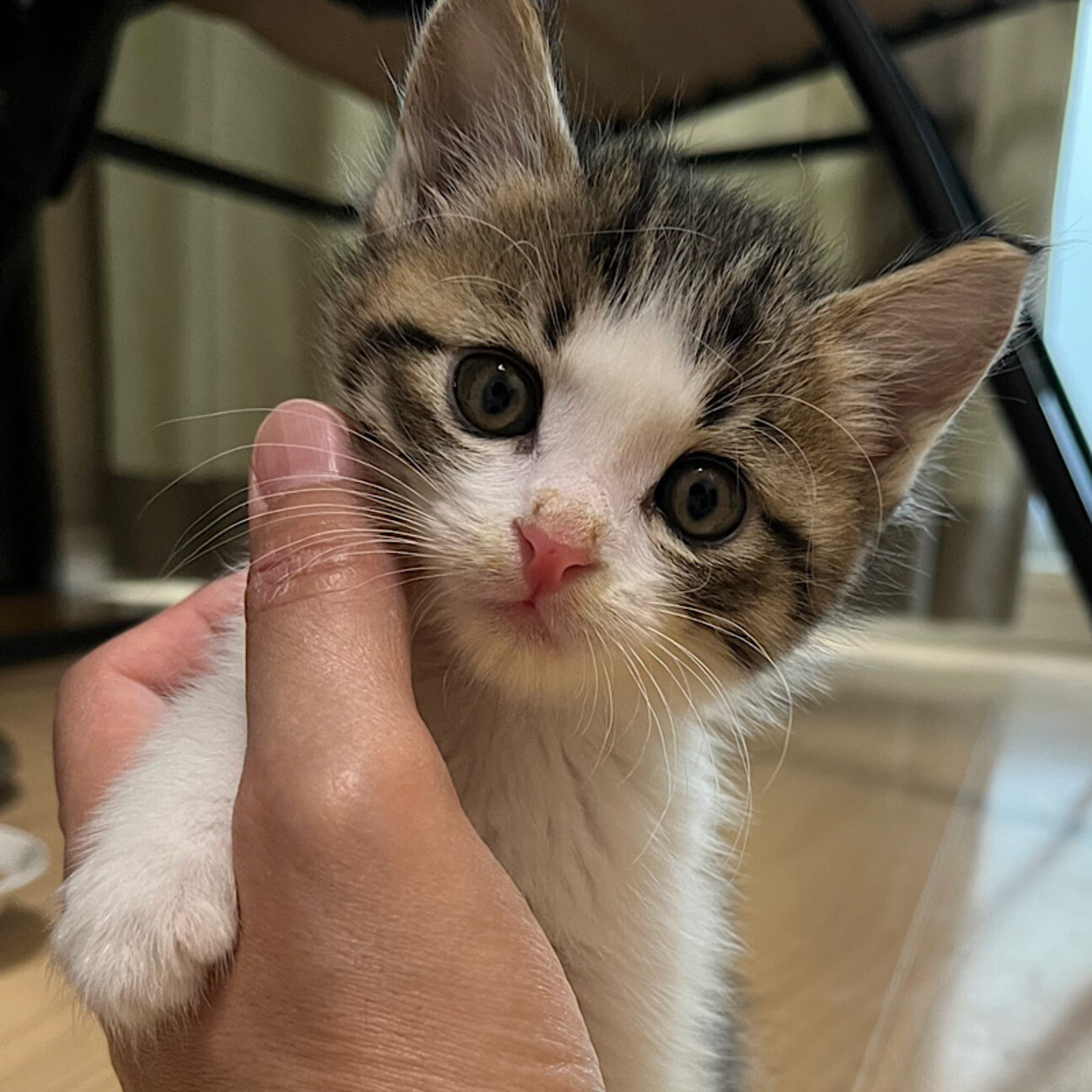 テンくん タレ目のアクテ 東京都 猫の里親募集 ペットのおうち 月間利用者150万人