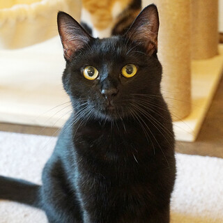 スタイル抜群のイケメン黒猫ルーク