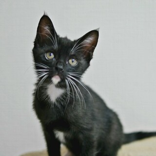 黒白仔猫　ロコモコちゃん里親様募集