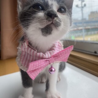靴下模様が可愛い灰と白の子猫ちゃん
