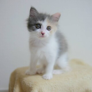 三毛仔猫　ワイキキちゃん里親様募集中