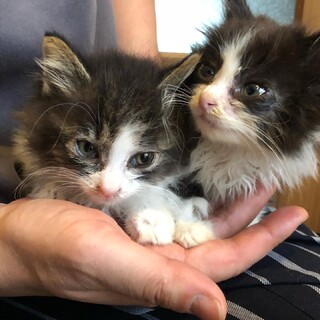 可愛い長毛きょうだい里親さん募集。トライアル決定