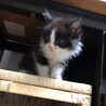 可愛い長毛きょうだい里親さん募集。トライアル決定 サムネイル3