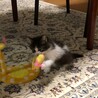 可愛い長毛きょうだい里親さん募集。トライアル決定 サムネイル4