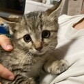 キジトラ子猫里親募集中！！