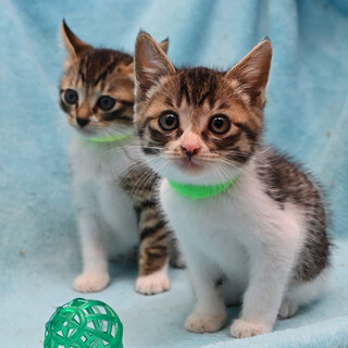 仲良し兄弟イチロー君&ジローくん