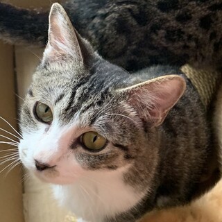 イケメンな甘えん坊