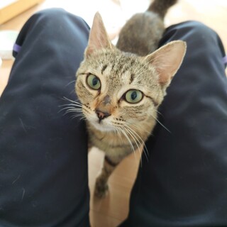 スリゴロのお嬢様