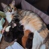 サビちゃん