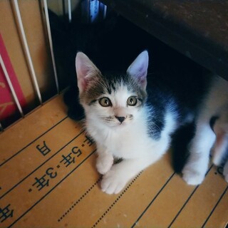 イケメンギジ白くん