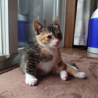 4月14日生まれの子猫 4匹の里親さん募集