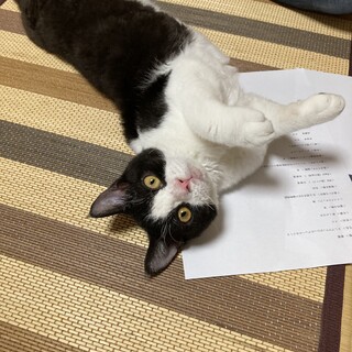 子供猫ちゃんのお家募集