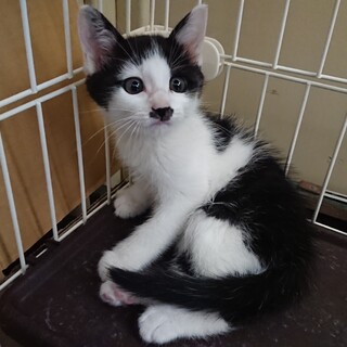 とっても人懐こいハチワレくん