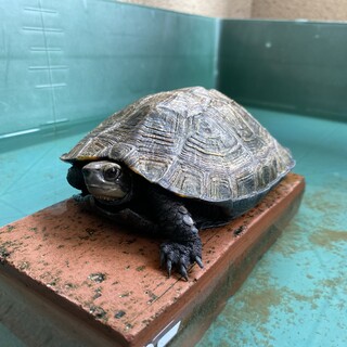 ニホンイシガメ