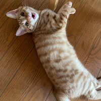 はる