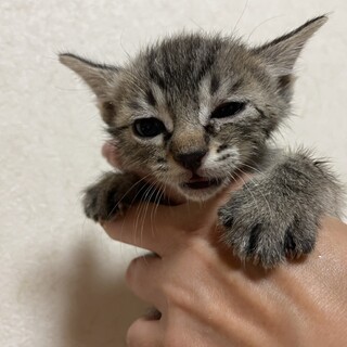 甘えん坊で遊び好きな黒猫３姉妹、白キジ猫弟。