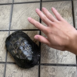 クサガメ　大きめ 雄