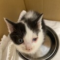 牛柄の子猫ちゃん　