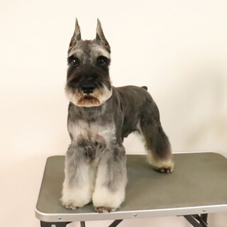 イケメンシュナ君