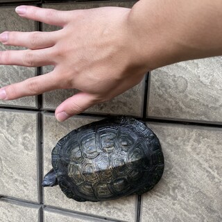 クサガメ　中くらい　雄