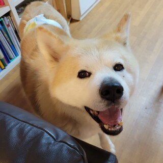 性格ルックス100点満点★秋田犬・文ちゃん