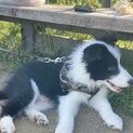 人懐っこくて元気なボーダーコリー仔犬です！