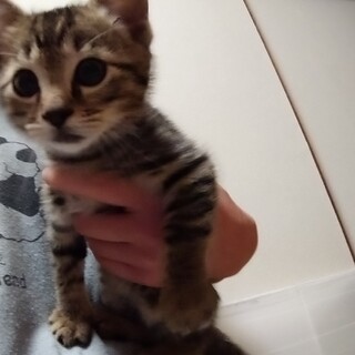 里親さん決定しました