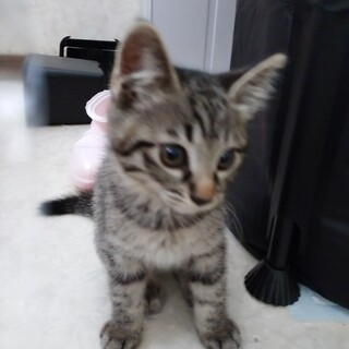 里親さん決定しました