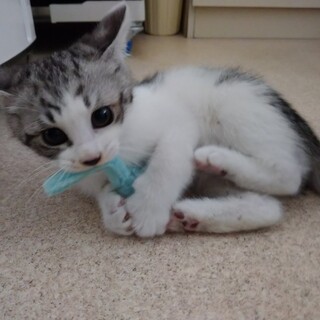 里親さん決定しました