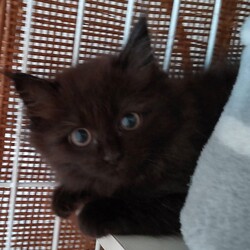 でら❕ねこ❕譲渡会❕ サムネイル2