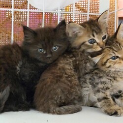 でら❕ねこ❕譲渡会❕ サムネイル3