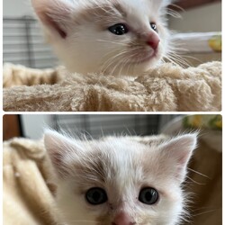 第165回　にゃん☆ぴーす猫譲渡会