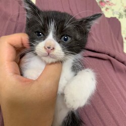 第165回　にゃん☆ぴーす猫譲渡会 サムネイル2