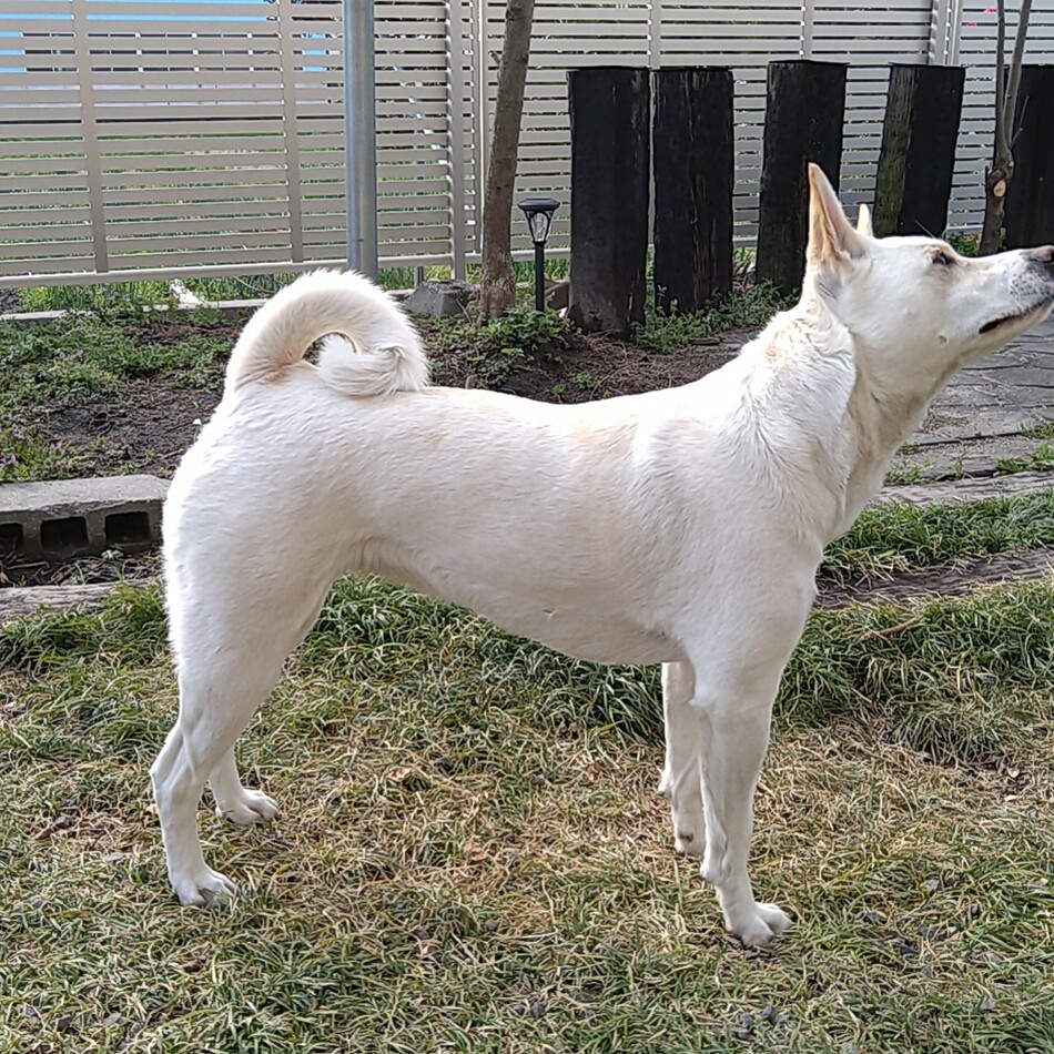 こむぎのカバー写真