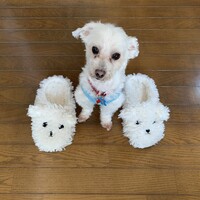 しゅが〜