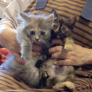 グレーのニアイちゃんとサビ柄ニジエイちゃん